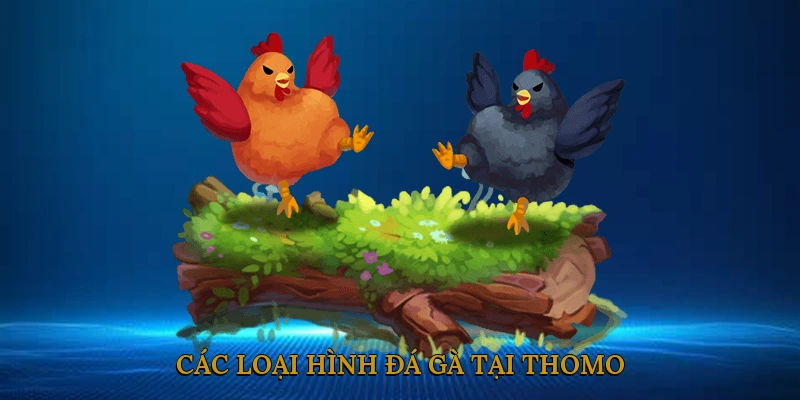 Các loại hình đá gà tại Thomo